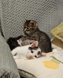 Mačići umiljati, veseli i fini