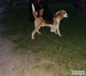 Bigl muzijak spreman za parenje