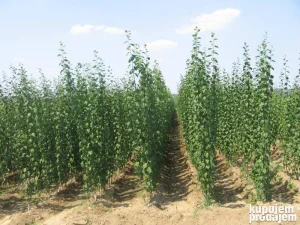 Vocne Sadnice Sljive - 2024/25