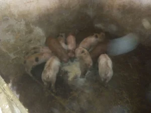 Prodaja prasića 10 komada