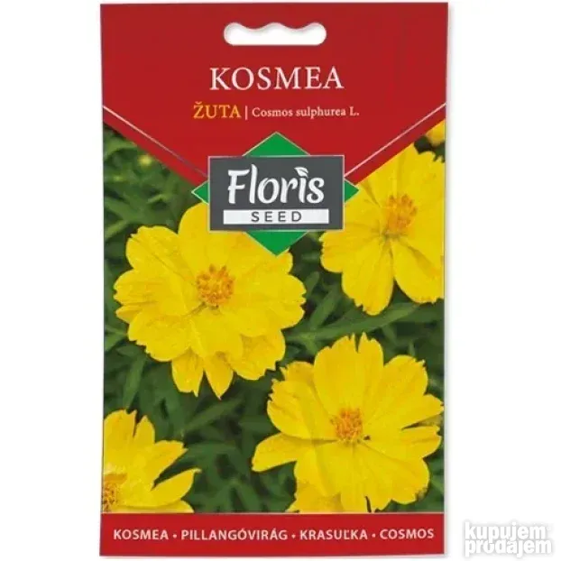 Cveće Kosmea žuta seme 0.5g - 10kom. FLORIS