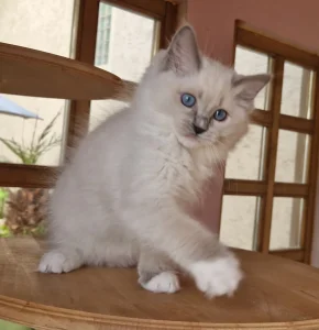 Ragdoll mačići