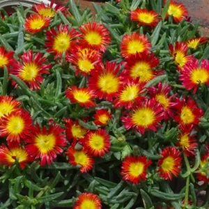 Delosperma crveno-žuta