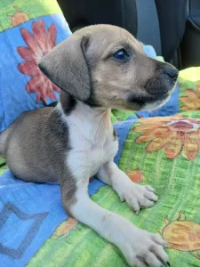 HITNO hitno štenci traže dom (mamu im je odvela veterina)
