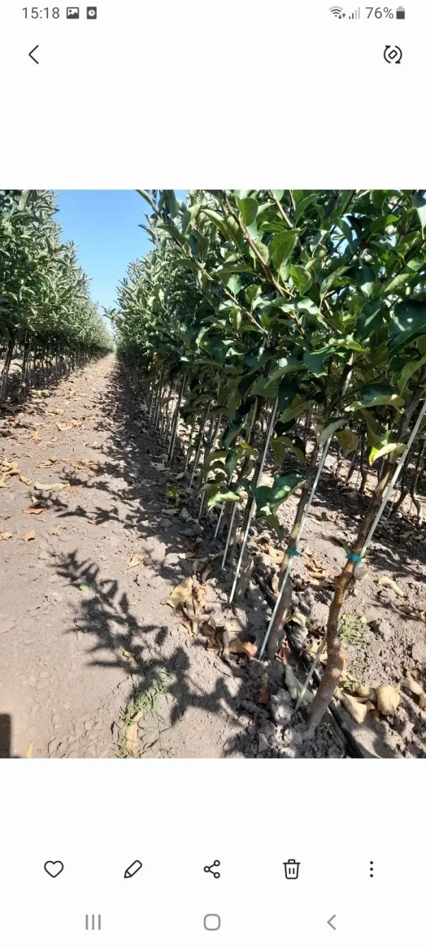 Sadnice voca i loznog kalema povoljna cena