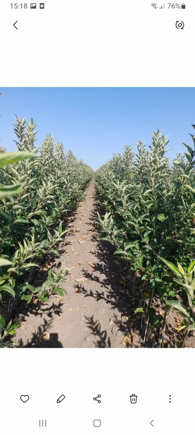 Sadnice voca i loznog kalema povoljna cena