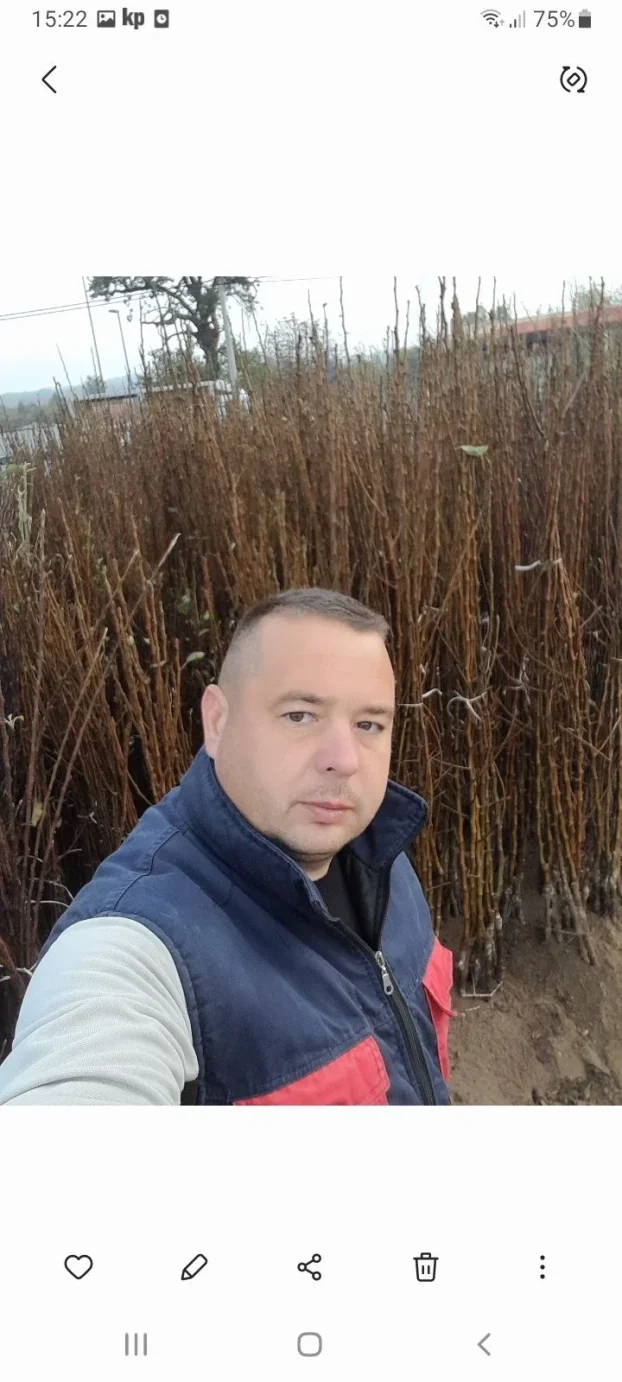 Sadnice voca i loznog kalema povoljna cena