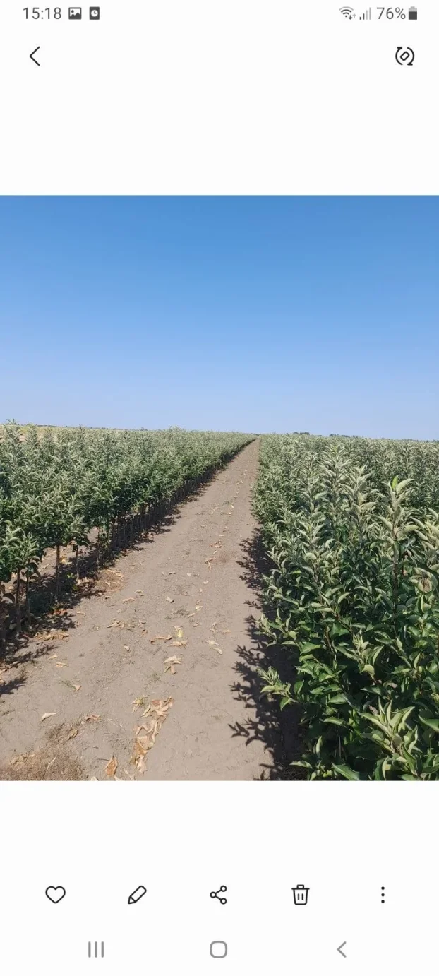 Sadnice voca i loznog kalema povoljna cena