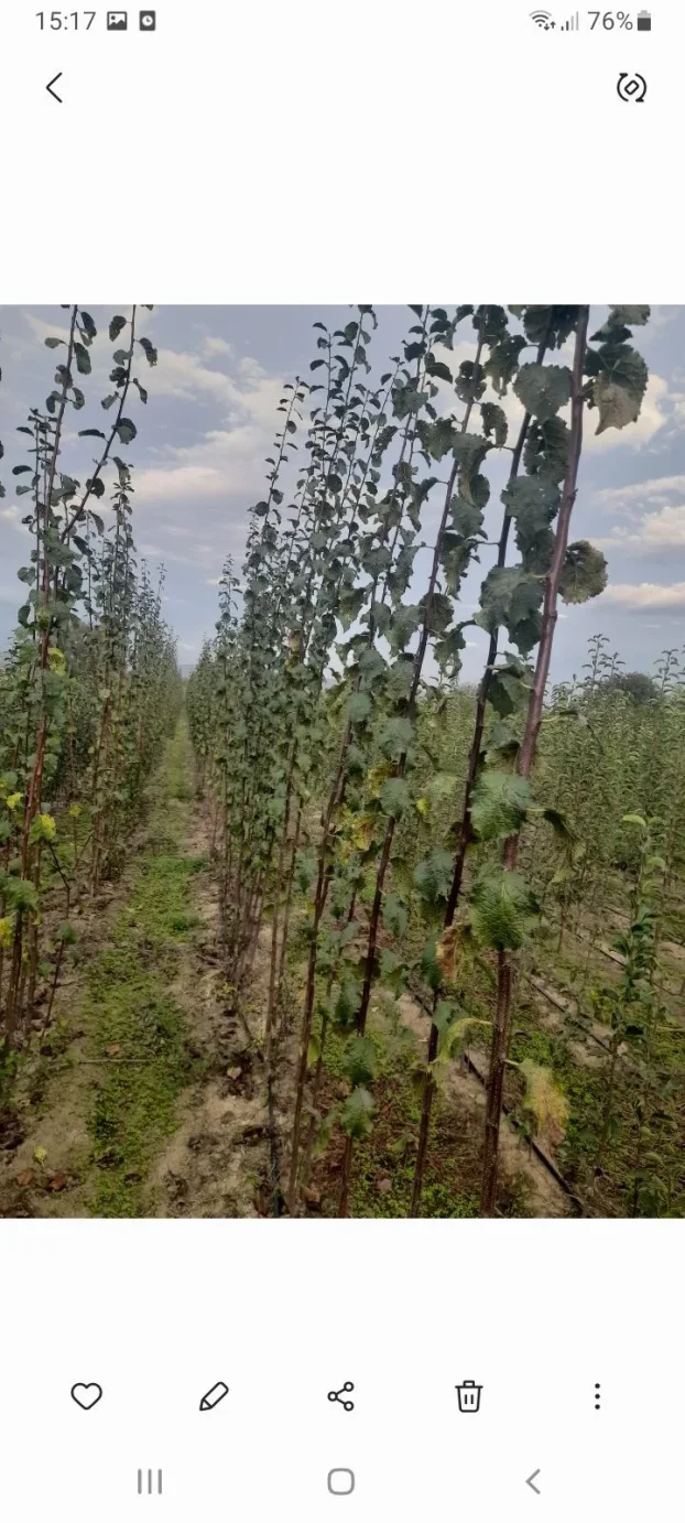 Sadnice voca i loznog kalema povoljna cena