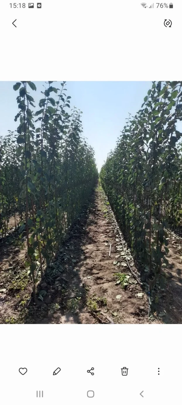 Sadnice voca i loznog kalema povoljna cena