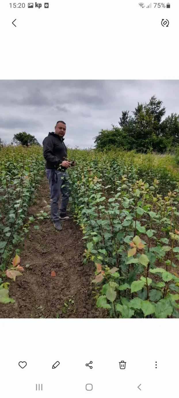 Sadnice voca i loznog kalema povoljna cena