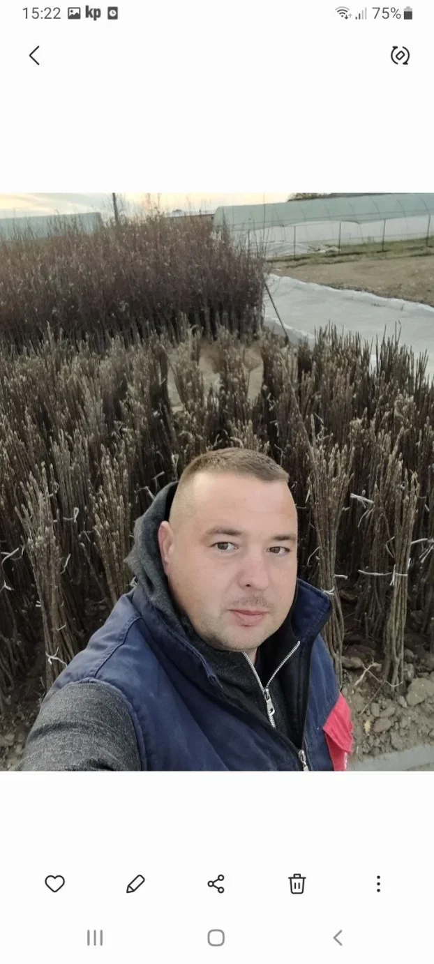 Sadnice voca i loznog kalema povoljna cena