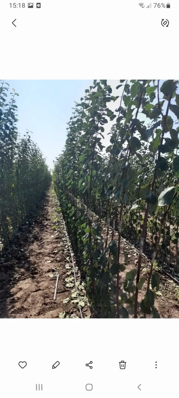 Sadnice voca i loznog kalema povoljna cena