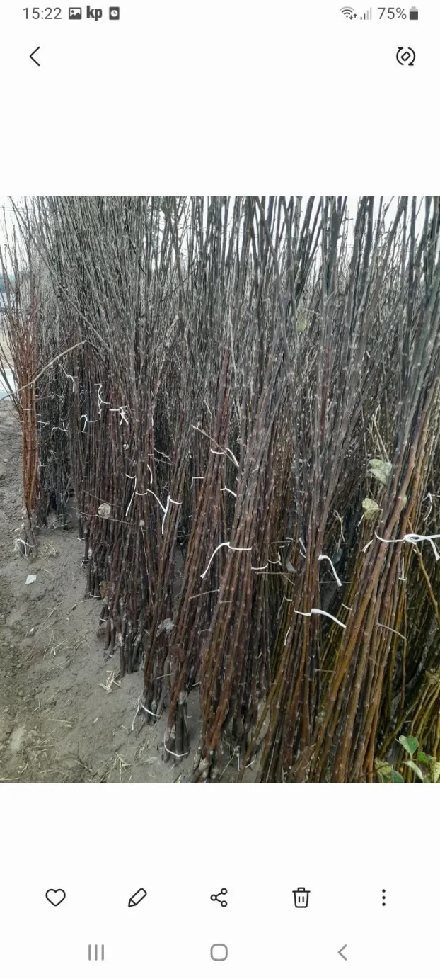 Sadnice voca i loznog kalema povoljna cena