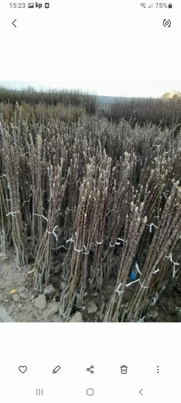 Sadnice voca i loznog kalema povoljna cena