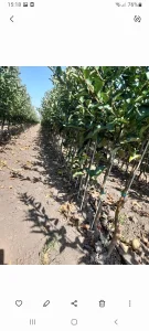 Sadnice voca i loznog kalema povoljna cena