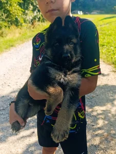 Nemački ovčar, štene -dostava