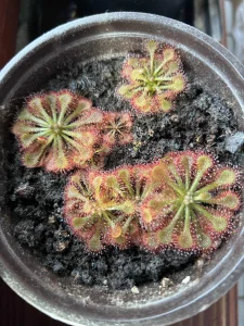 Biljka mesozderka - drosera tokaiensis