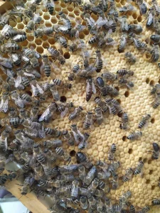 DB rojevi i drustva 2026