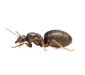 Mravi - vrsta Lasius niger group
