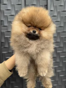 Pomeranci boo
