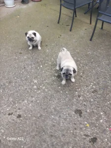 Mops