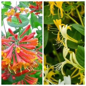 ORLOVI NOKTI -CRVENI -Brownii dropmore skarlet