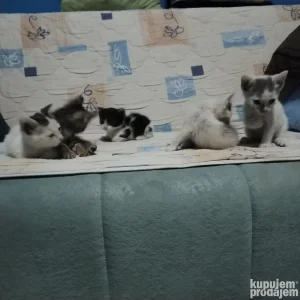 mačići poklanjam