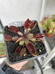 Biljka mesozderka - venerina muholovka