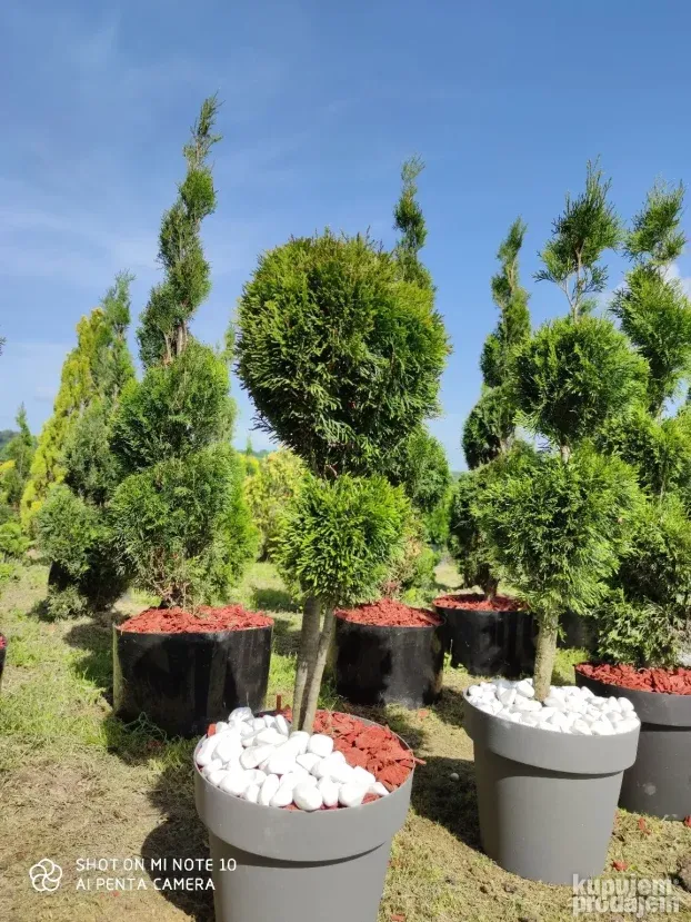 Rasadnik Ravna Gora, rasprodaja  četinara i ukrasnog bilja !