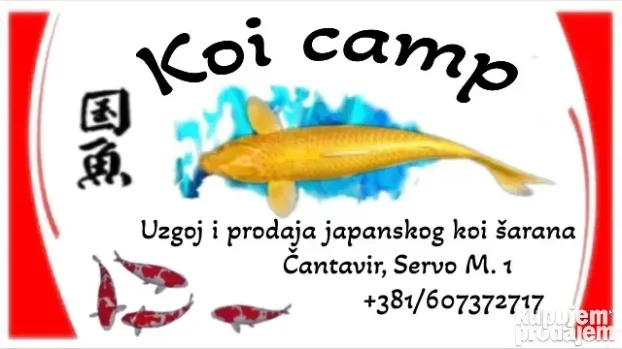 Koi sarani