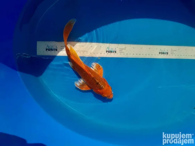 Koi sarani
