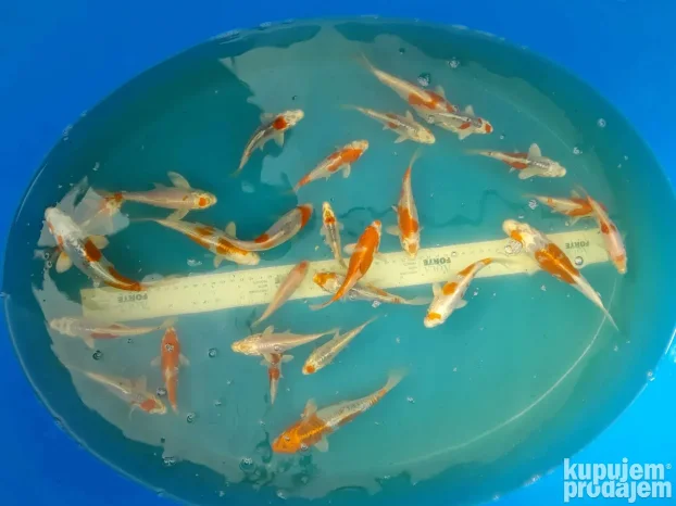Koi sarani