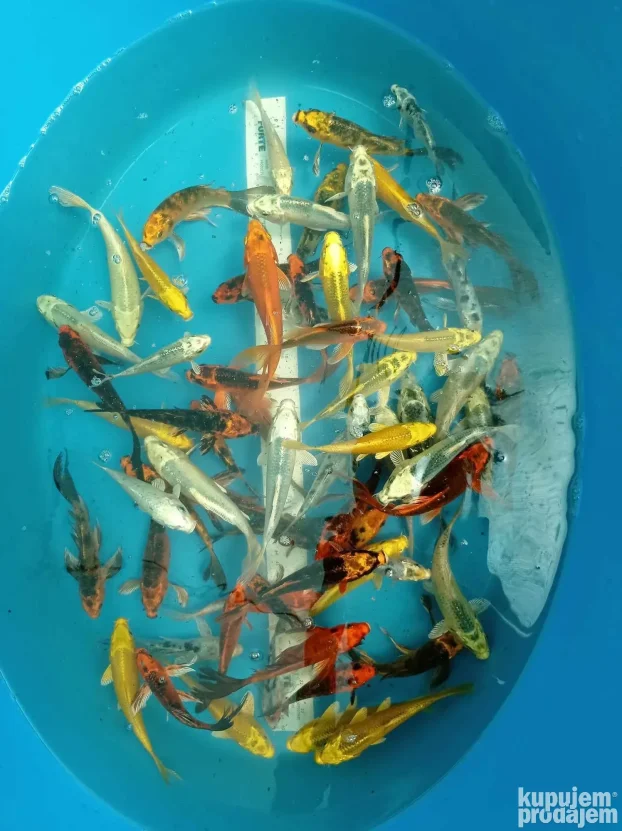 Koi sarani