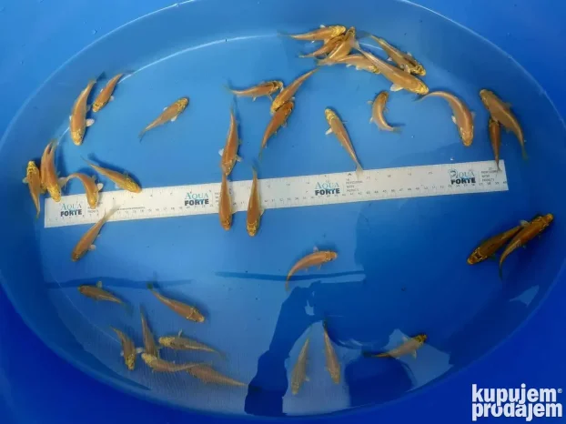 Koi sarani