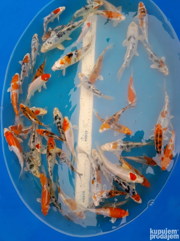 Koi sarani