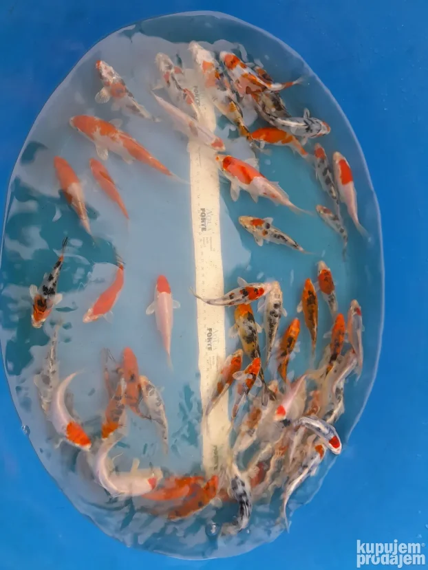 Koi sarani