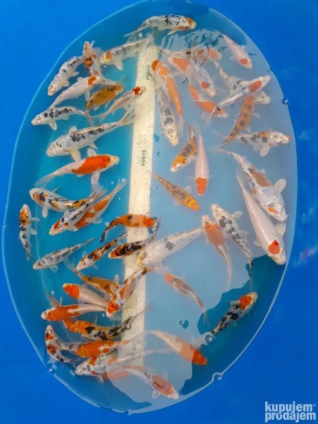 Koi sarani