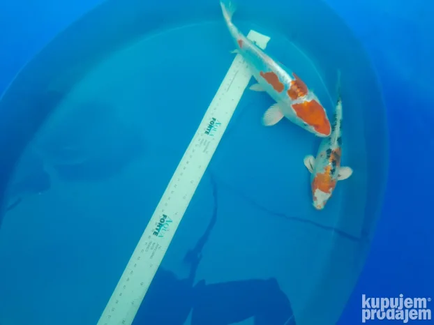 Koi sarani