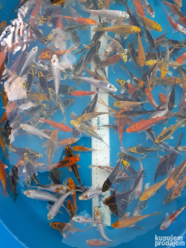 Koi sarani