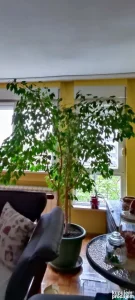 Bendžamin 2m 20 cm