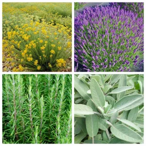 Lavanda, ruzmarin, smilje i žalfija