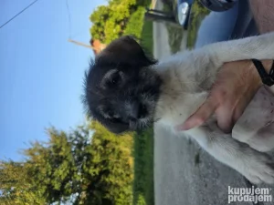Mešanci za udomljavanje
