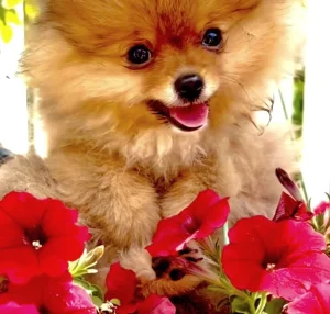 Pomeranci - novo leglo