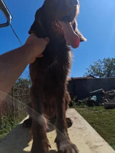 pas Svetog huberta x NOD