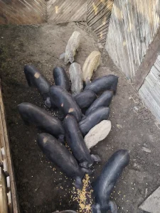 nazimice i prasici