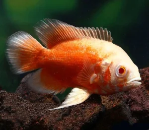 Astronotus ocellatus -Albino red oskar