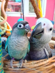 Rucno hranjenji papagaji.