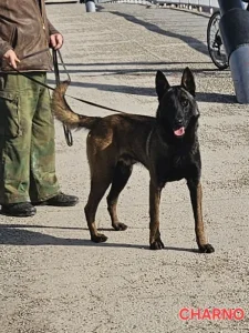 Belgijski ovčar Malinoa-Pas za zaštitu