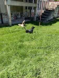 Labrador za parenje PRELEP ! ! !